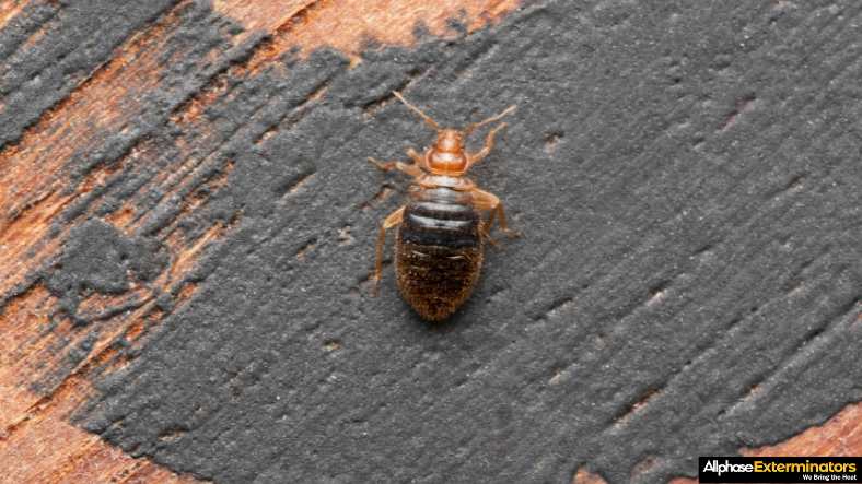 Bed Bug Heat Treatment for a Single Room vs the Whole House